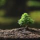 Small,Tree,Out,Door,In,The,Sunlight