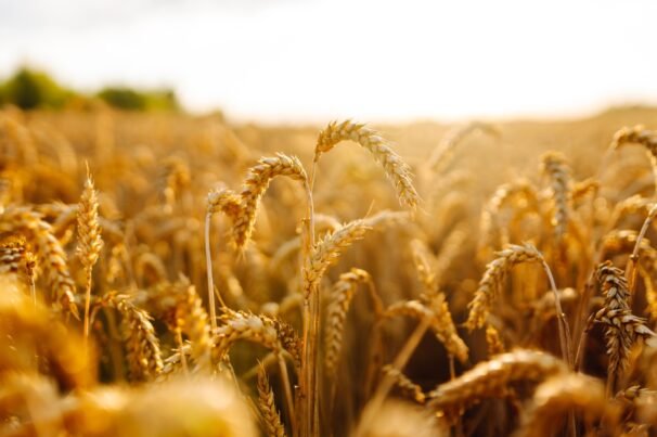 Gold,Wheat,Field.,The,Idea,Of,A,Rich,Harvest.,Agriculture